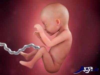 هفته 26 تشکیل جنین