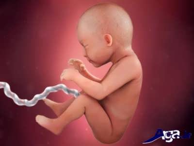 هفته 29 از تشکیل جنین