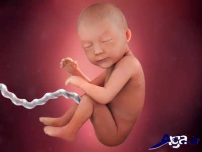 هفته سی از مرحله های تشکیل جنین
