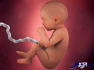 هفته 31 مراحله های تشکیل جنین