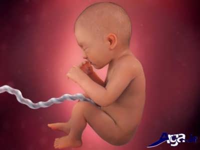 هفته 32 از تشکیل جنین