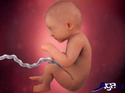 هفته 33 از مرحله های تشکیل جنین