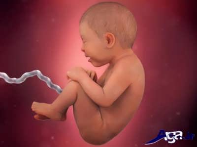 هفته 36 تشکیل جنین