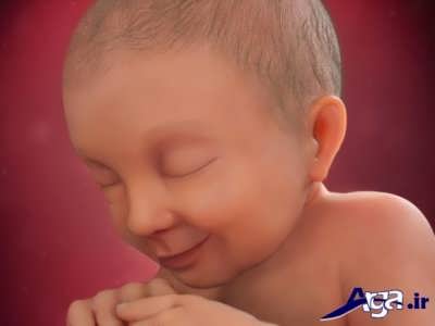 مراحل تشکیل نوزاد و جنین ها