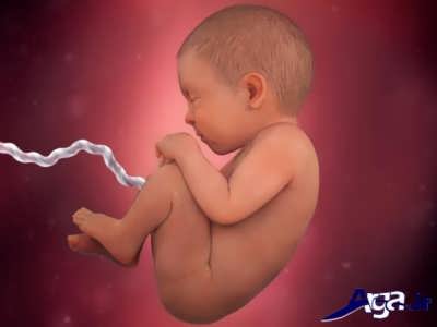 هفته 39 از مرحله های تشکیل جنین