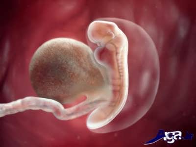 مراحل تشکیل جنین هفته پنجم