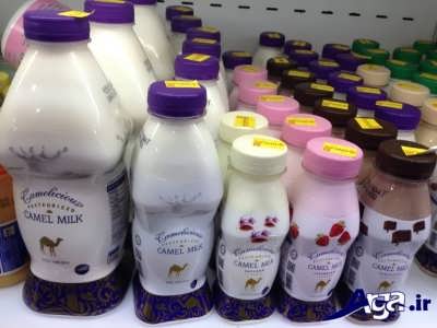 خاصیت های شیر شتر برای دیابت