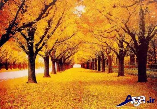 تصاویر زیبا از پاییز و طبیعت