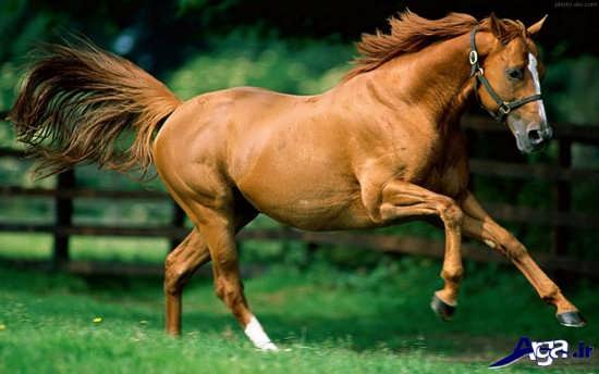 عکس اسب عرب