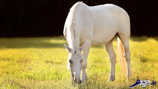 اسب زیبای سفید