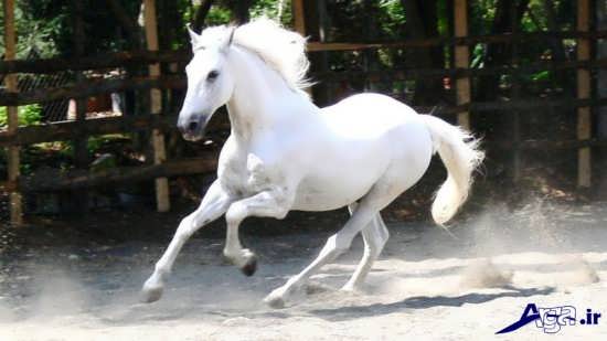 زیباترین اسب سفید