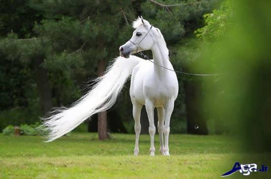 اسب های سفید و دیدنی