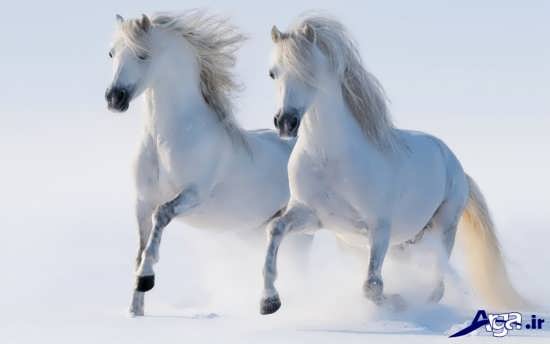 اسب های سفید و دیدنی