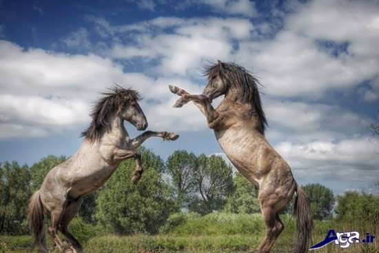 اسب های وحشی زیبا