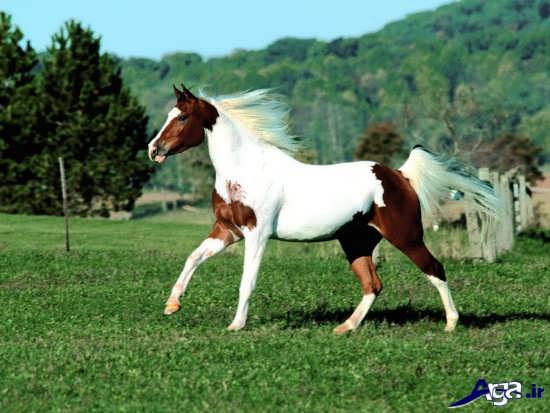 اسب زیبای دو رنگ