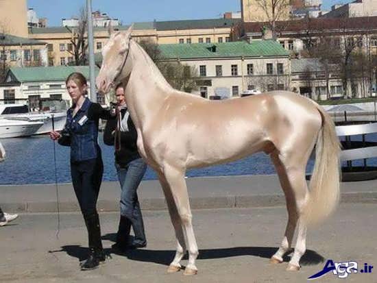 اسب زیبای ترکمن