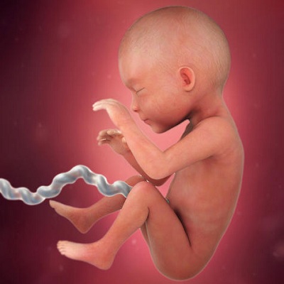 مرحله رشد جنین در هفته 25 بارداری