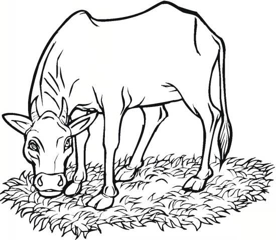 نقاشی گاو در حال خوردن علف