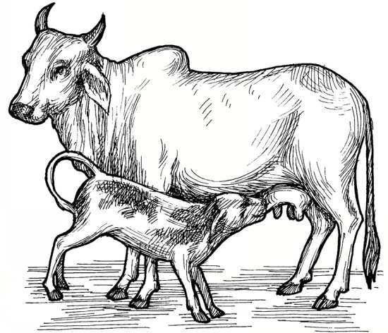 نقاشی کودک گاو در حال شیر خوردن