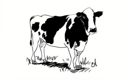 نقاشی های گاو در مزرعه