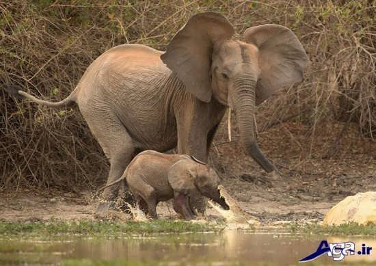 عکس بچه فیل و مادرش