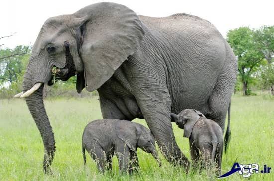 عکس بچه فیل ها با فیل مادر