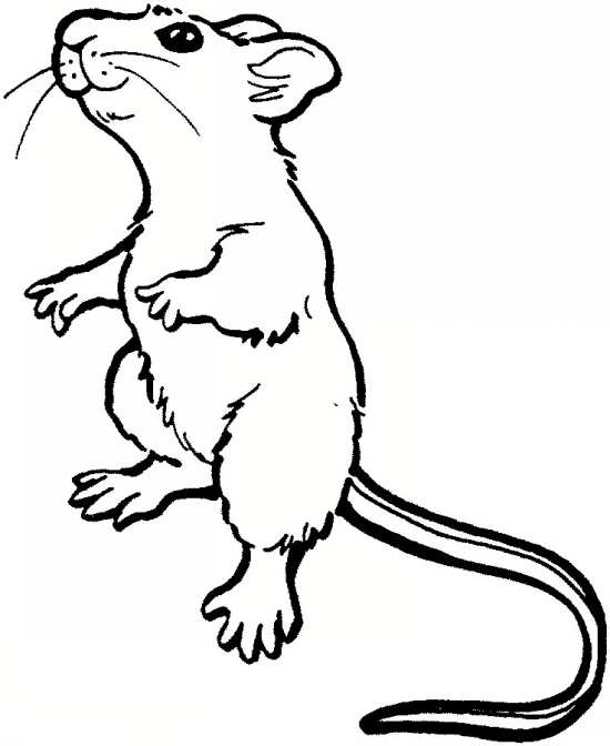 نقاشی های موش کودکانه