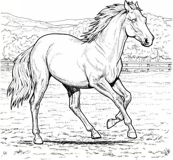 نقاشی و رنگ امیزی اسب
