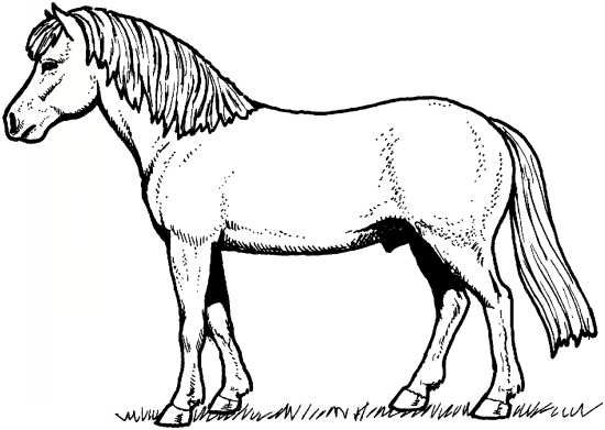 طرح اسب برای کودکان