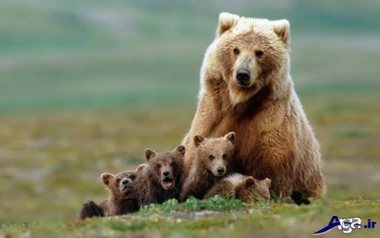 تصاویر بچه خرس ها