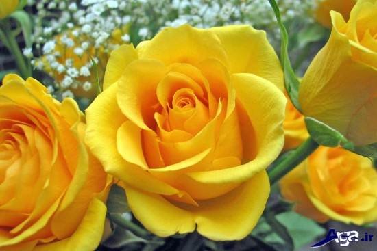 نمونه های زیبایی از عکس گل رز زرد