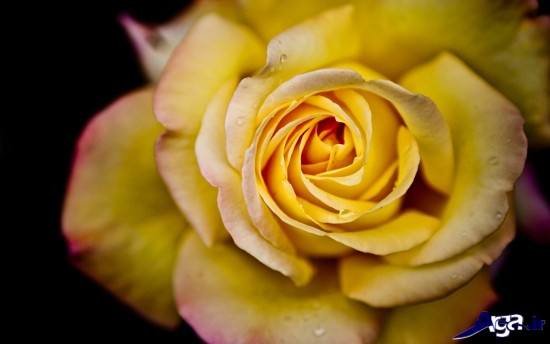 عکس گل رز زرد با کیفیت و زیبا