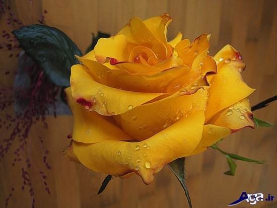 عکس گل رز زرد با کیفیت و عالی