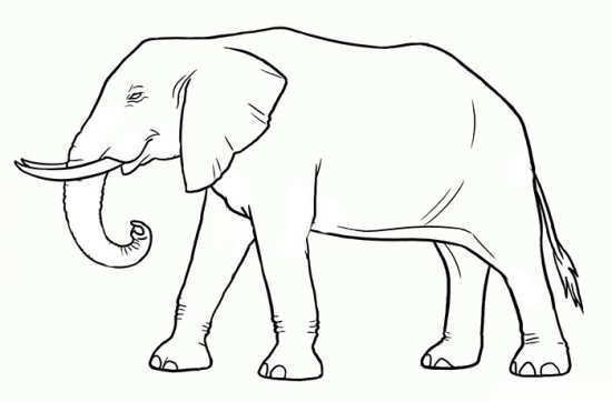 نقاشی های متفاوت از فیل 