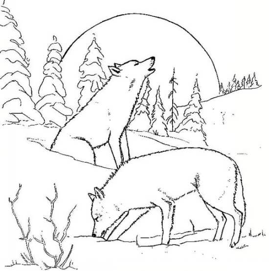 نقاشی های گرگ های وحشی در جنگل 