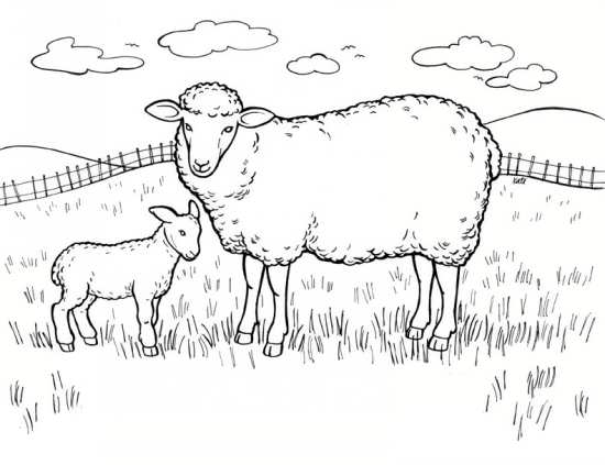 نقاشی های زیبا از گوسفندان در مکان های مختلف 