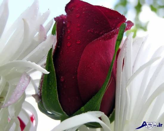 گل رمانتیک و عاشقانه