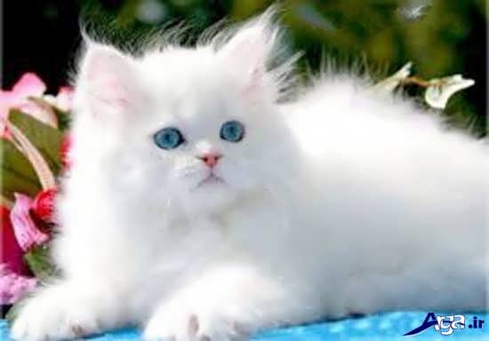 عکس گربه های زیبا و بانمک سفید