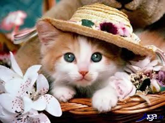 عکس گربه های زیبا و بانمک قهوه ای