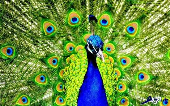 تصاویر جذاب و دیدنی طاووس