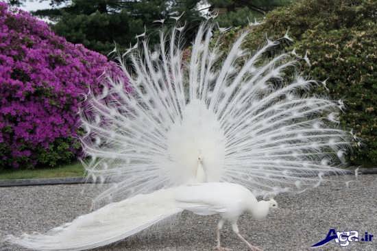 گالری عکس طاووس سفید