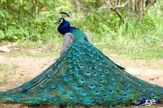 تصاویر دیدنی طاووس