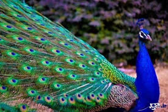 گالری عکس طاووس سبز