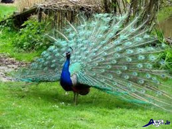 خاص ترین عکس های طاووس