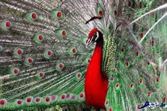 گالری عکس طاووس قرمز