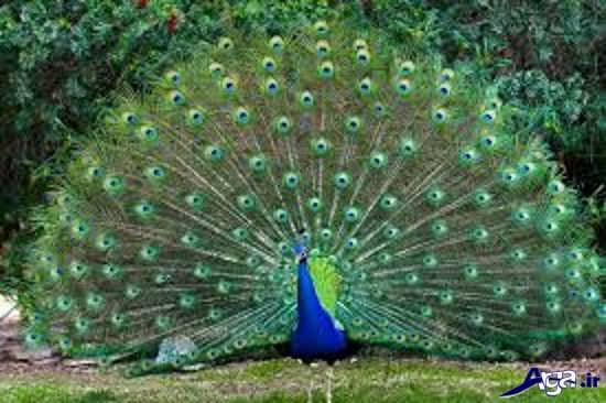 گالری عکس طاووس نشسته 