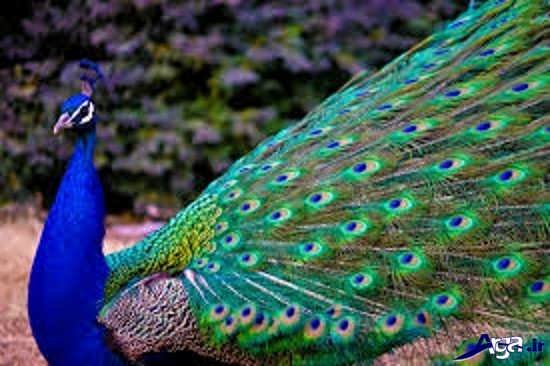 عکس های بسیار خاص از طاووس