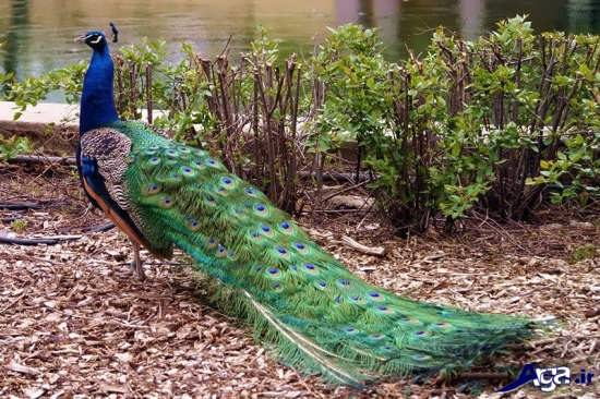 گالری عکس طاووس زیبای سبز