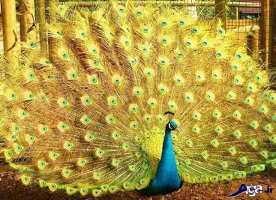 زیباترین عکس های طاووس
