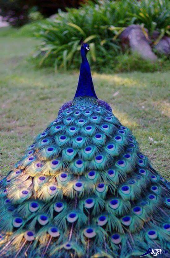 گالری عکس طاووس